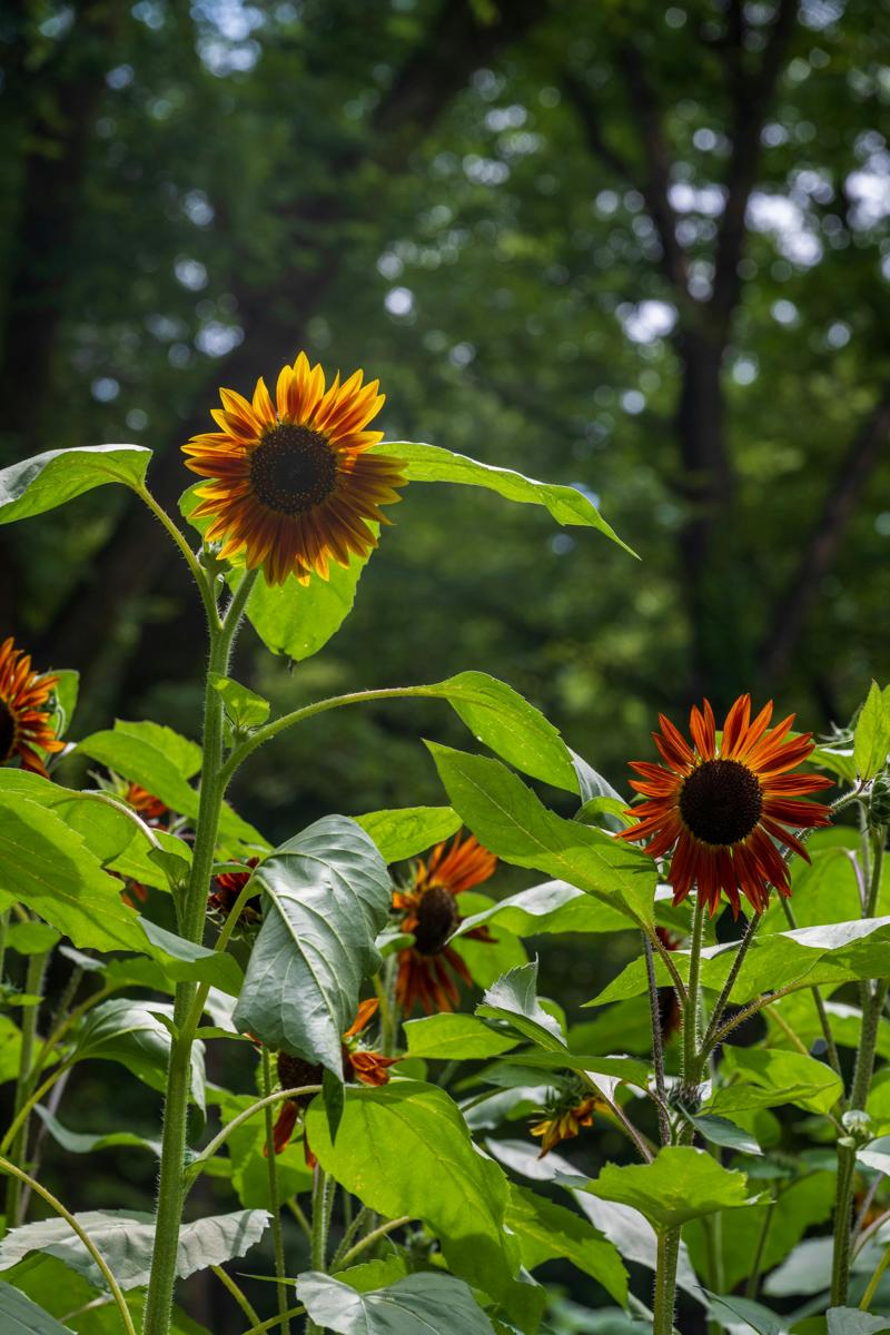 eco garden