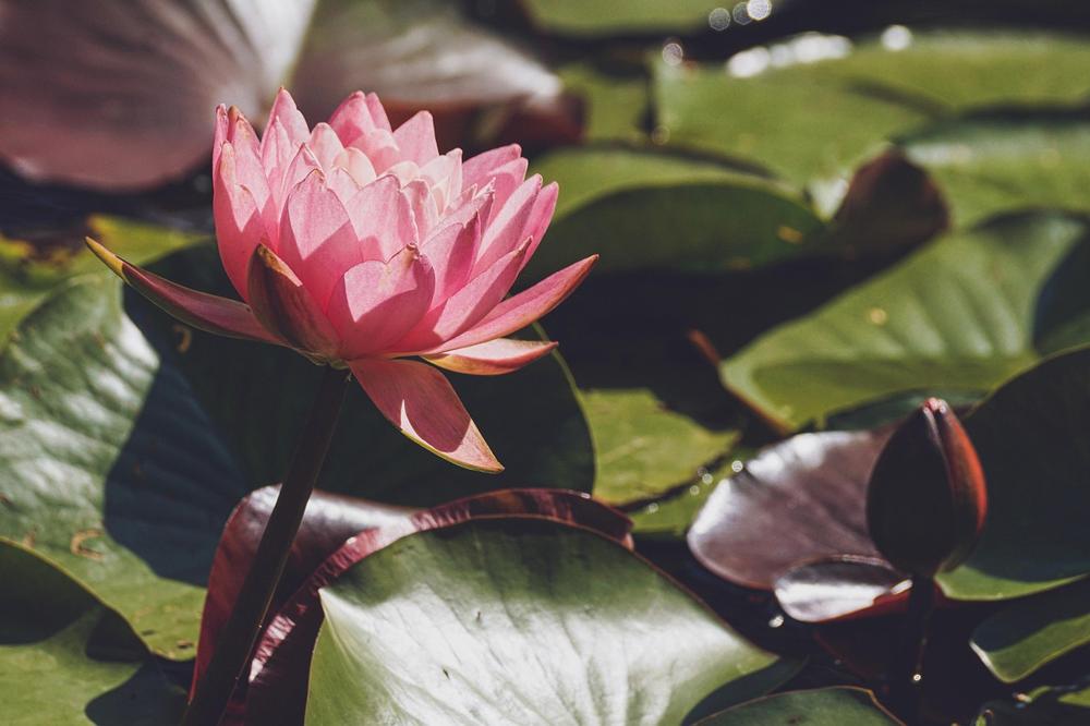 lilies